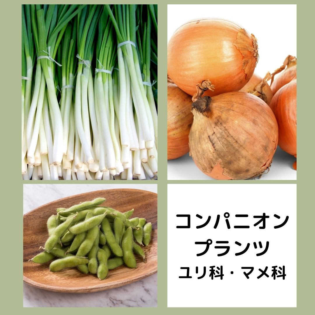 コンパニオンプランツ ユリ科 マメ科 野菜作りが趣味です